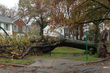 Tree Removal