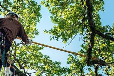 Tree Trimming