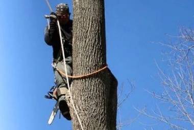 Tree Trimming